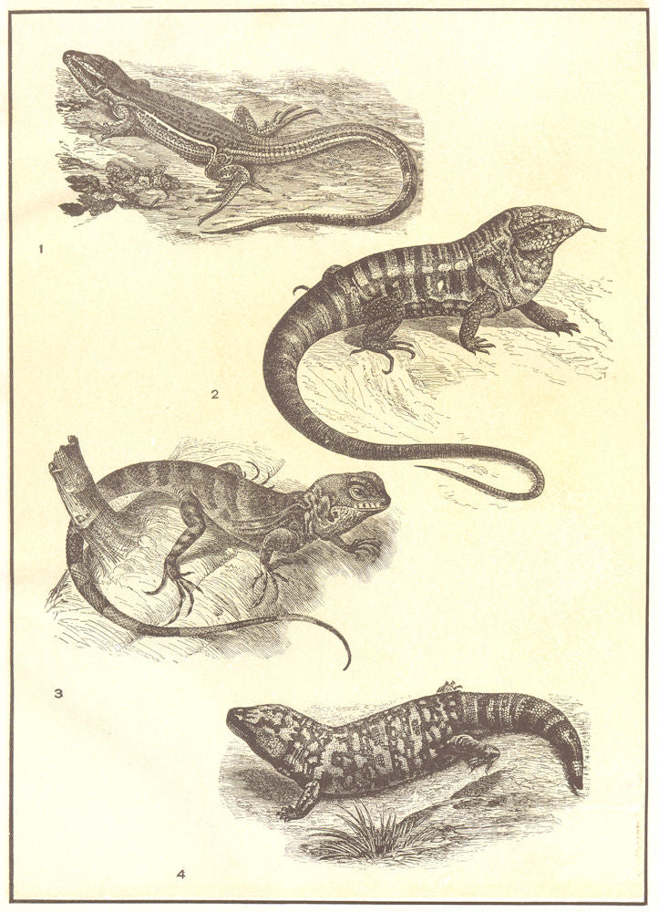 AMERICAN LIZARDS. Uraniscodon umbra; Teju; Surinam ameiva; Gila monster 1907